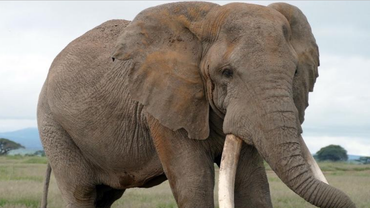 Craig the elephant, and the promise and problem of wildlife icons